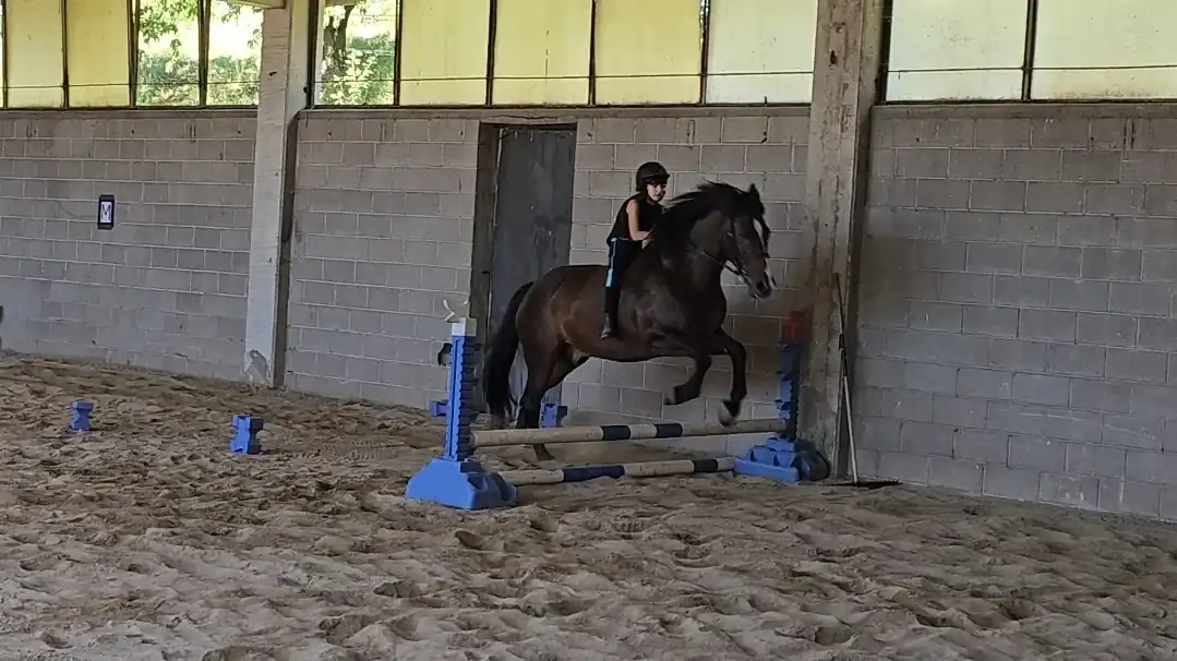 Giovane allieva supera un piccolo ostacolo in sella a un cavallo baio nel campo coperto