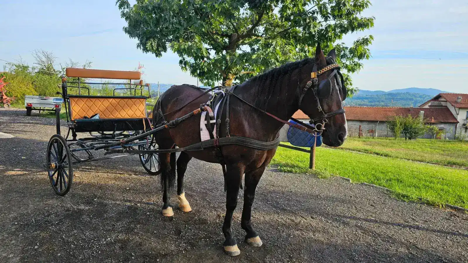 Cavallo bardato attaccato alla carrozza di Mitena Ranch, pronto per gite ed eventi all'aperto