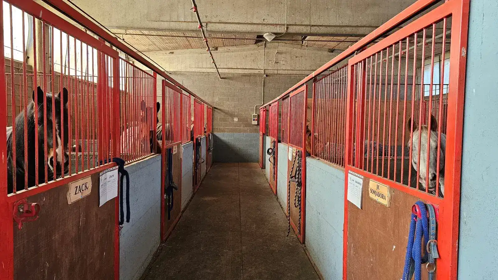 Corridoio della scuderia Mitena Ranch con box rossi e cavalli affacciati dalle grate