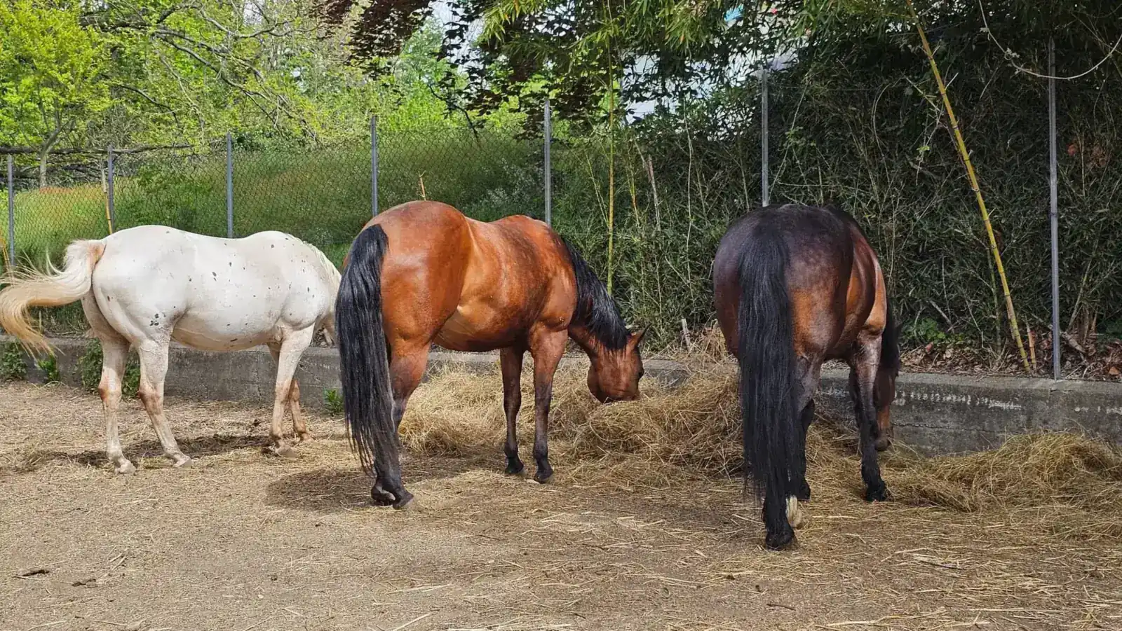 Tre cavalli in pensione mangiano fieno nel paddock esterno recintato tra siepi e bambù