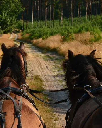 Vista dalla carrozza sulla pariglia di cavalli bai attaccati, lungo un sentiero sterrato che attraversa il bosco