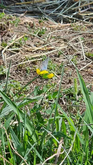 Farfalla azzurra posata su un fiore giallo nel prato che circonda il maneggio