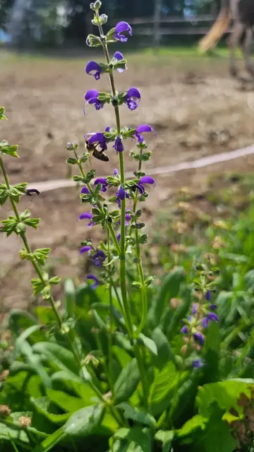 Spighe di salvia selvatica viola con un'ape al lavoro, sullo sfondo sfocato il paddock