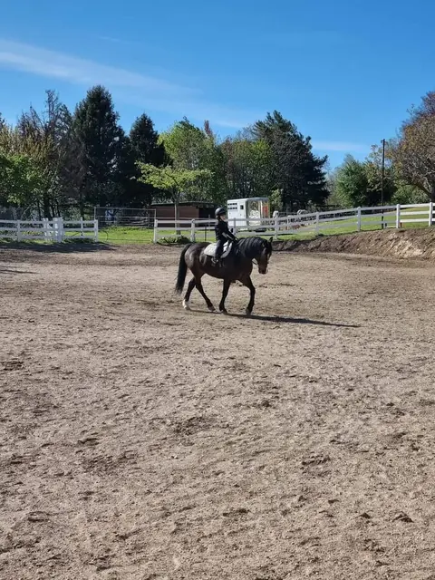 Giovane allieva al passo su un pony baio nel campo esterno in sabbia, cielo azzurro