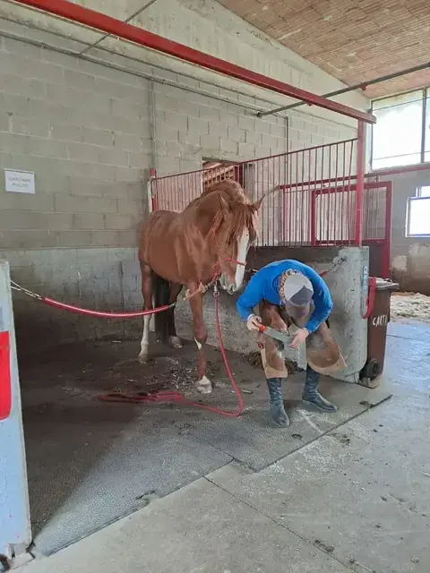 Maniscalco al lavoro sullo zoccolo di un cavallo sauro legato nel corridoio della scuderia