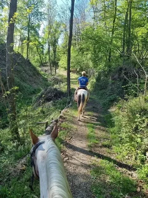 Vista dalla sella durante un trekking a cavallo lungo un sentiero nel bosco