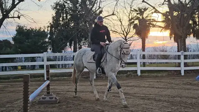 Istruttore in sella a un cavallo grigio durante l'allenamento nel campo al tramonto