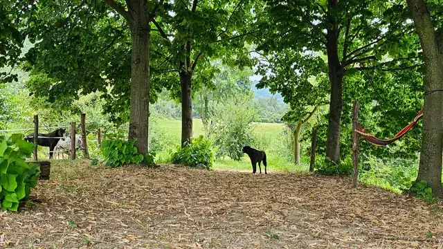 Zona ombreggiata con amaca e cane, cavalli nel paddock recintato sullo sfondo del maneggio