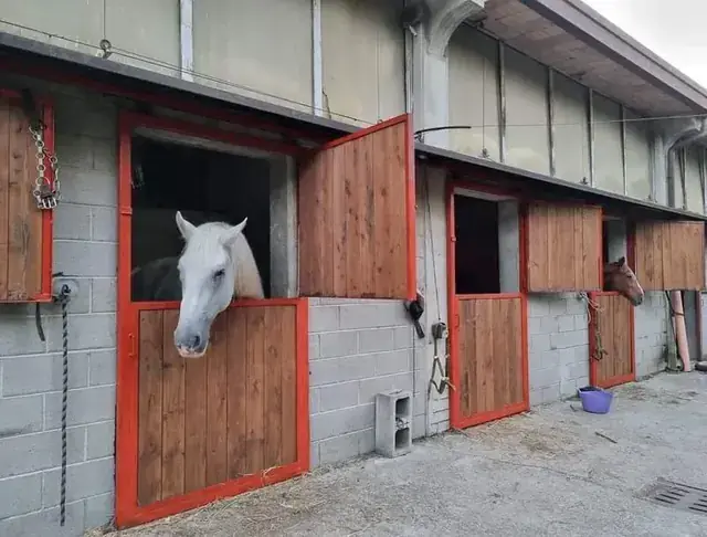 Cavallo bianco affacciato dal box della scuderia con porte in legno e cornici rosse