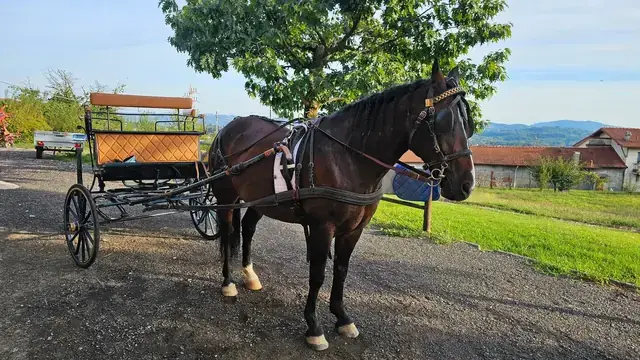 Cavallo bardato attaccato alla carrozza di Mitena Ranch, pronto per gite ed eventi all'aperto