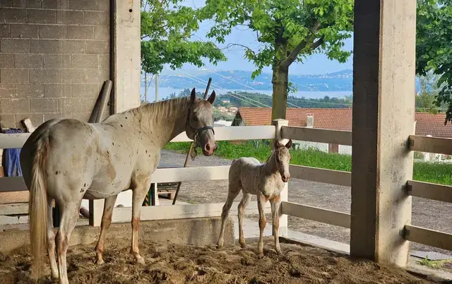 Cavalla appaloosa e il suo puledro sotto la tettoia della scuderia, con il lago sullo sfondo