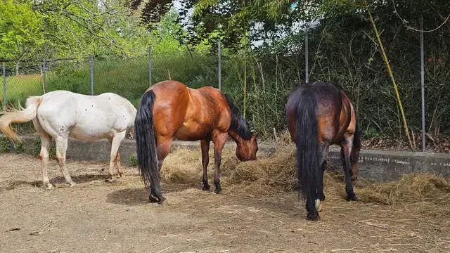 Tre cavalli mangiano fieno nel paddock recintato circondato dal verde in una giornata primaverile