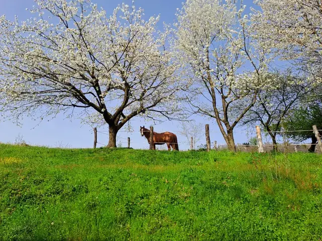 Cavallo sauro al pascolo sotto i ciliegi in fiore, con prato verde di primavera