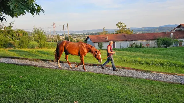 Istruttore conduce a mano un cavallo sauro lungo il vialetto con vista sul lago