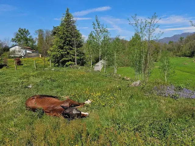 Cavallo sauro sdraiato a riposare in un prato fiorito, con colline e betulle sullo sfondo