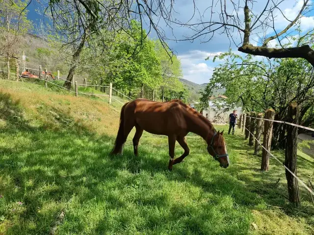 Cavallo sauro al pascolo nel prato recintato del maneggio, tra le colline verdi del Varesotto