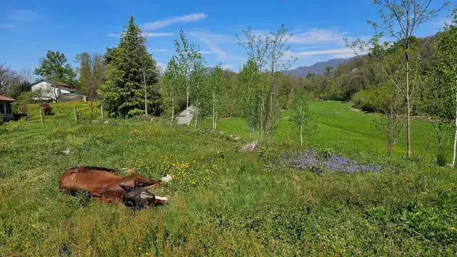 Cavallo sauro si rotola rilassato in un prato fiorito con le montagne sullo sfondo