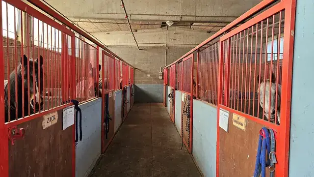 Corridoio della scuderia Mitena Ranch con box rossi e cavalli affacciati dalle grate
