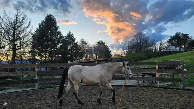 Cavallo isabella lavora alla corda nel tondino al tramonto durante una sessione di doma