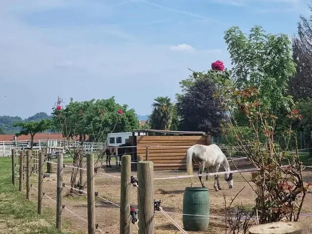 Cavallo grigio nel paddock recintato tra cespugli di rose rosse, con van per cavalli sullo sfondo