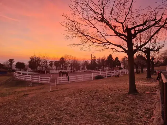 Cavallo nel campo recintato bianco al tramonto invernale, tra alberi spogli e cielo rosa