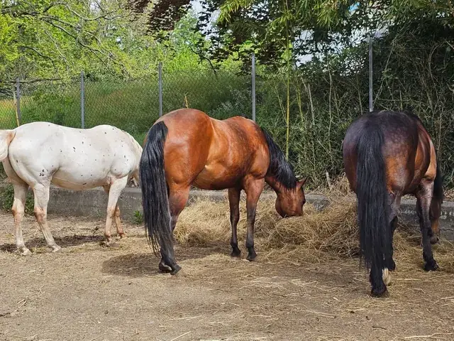 Tre cavalli mangiano fieno nel paddock recintato circondato dal verde della campagna