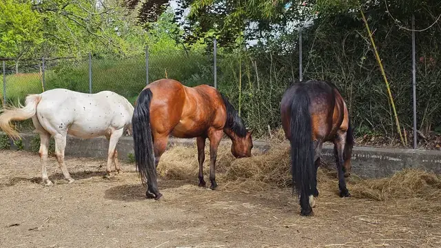 Tre cavalli in pensione mangiano fieno nel paddock esterno recintato tra siepi e bambù