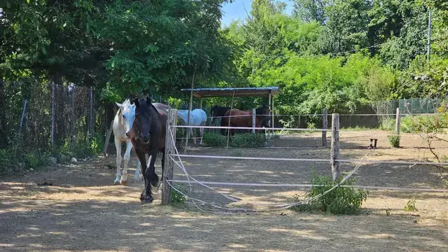 Cavalli liberi nel paddock recintato con tettoia ombreggiata, area della pensione cavalli