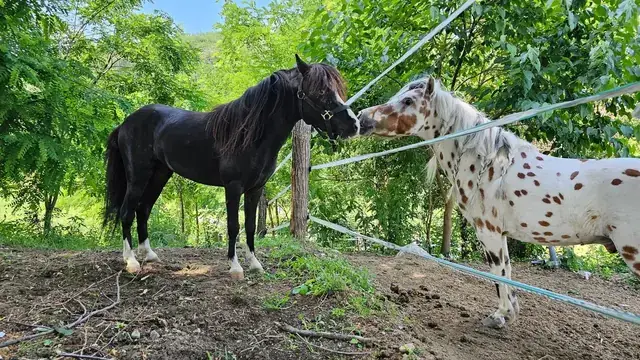 Due pony si annusano ai lati del recinto elettrico, uno nero e uno appaloosa pezzato