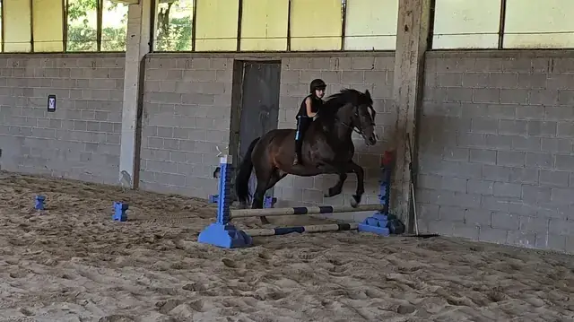 Giovane allieva supera un piccolo ostacolo in sella a un cavallo baio nel campo coperto