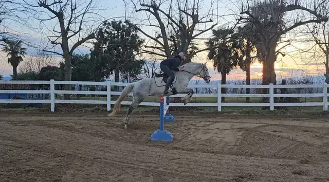 Cavallo grigio supera un ostacolo in campo esterno al tramonto con il cavaliere in sella
