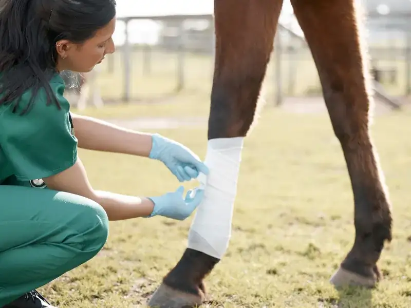 Veterinaria applica una fasciatura alla zampa di un cavallo durante la riabilitazione equina